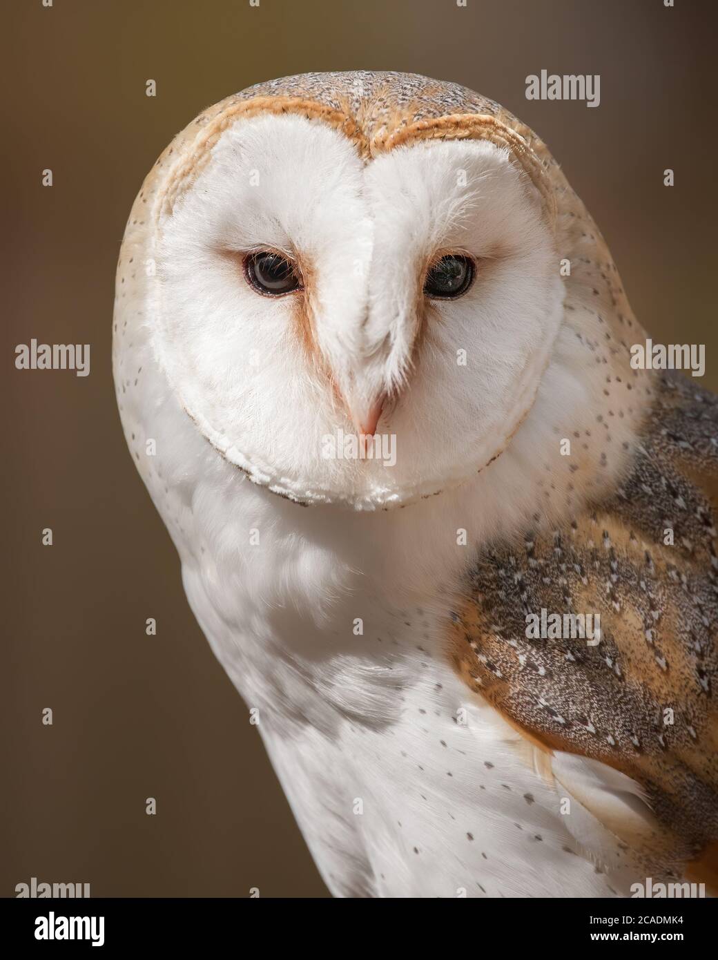 British Barn Owl Stock Photo