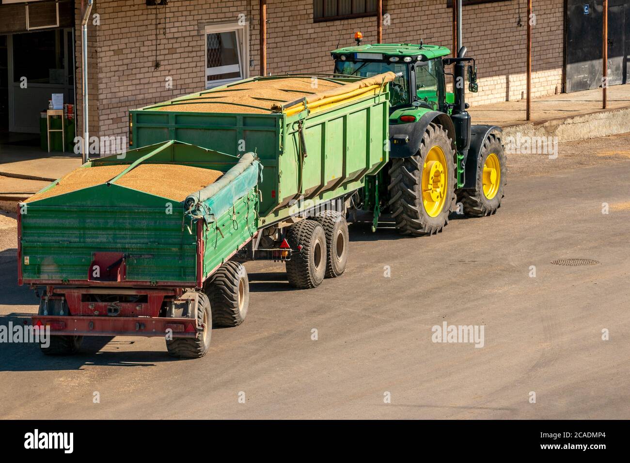 Tractor & trolley filled with wheat grain after wheat crop harvesting. Delivering recently harvested grain to grain storage silos. Stock Photo