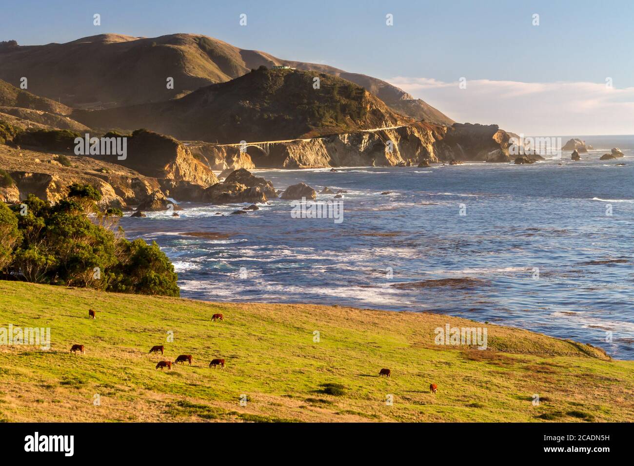 Happy Cows - Cattle graze in an oceanside pasture with CA-1 passing over the Rocky Creek Bridge in the background. Notleys Landing, California, USA Stock Photo