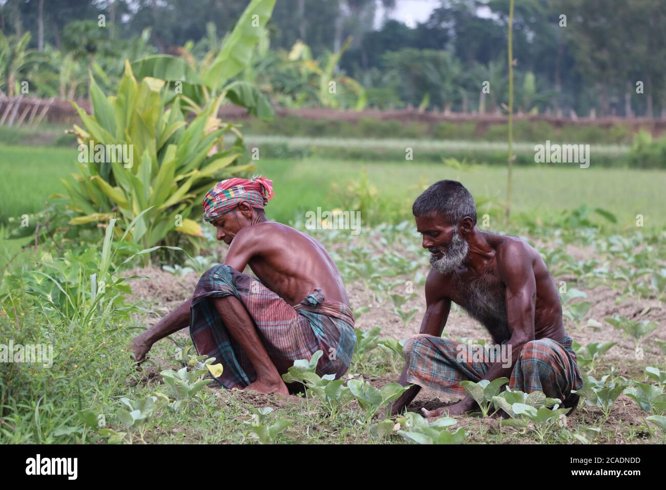 Two Asian workers (day laborers) working (weeding out) on a cauliflower field in a rural area of Bogura, Bangladesh Stock Photo