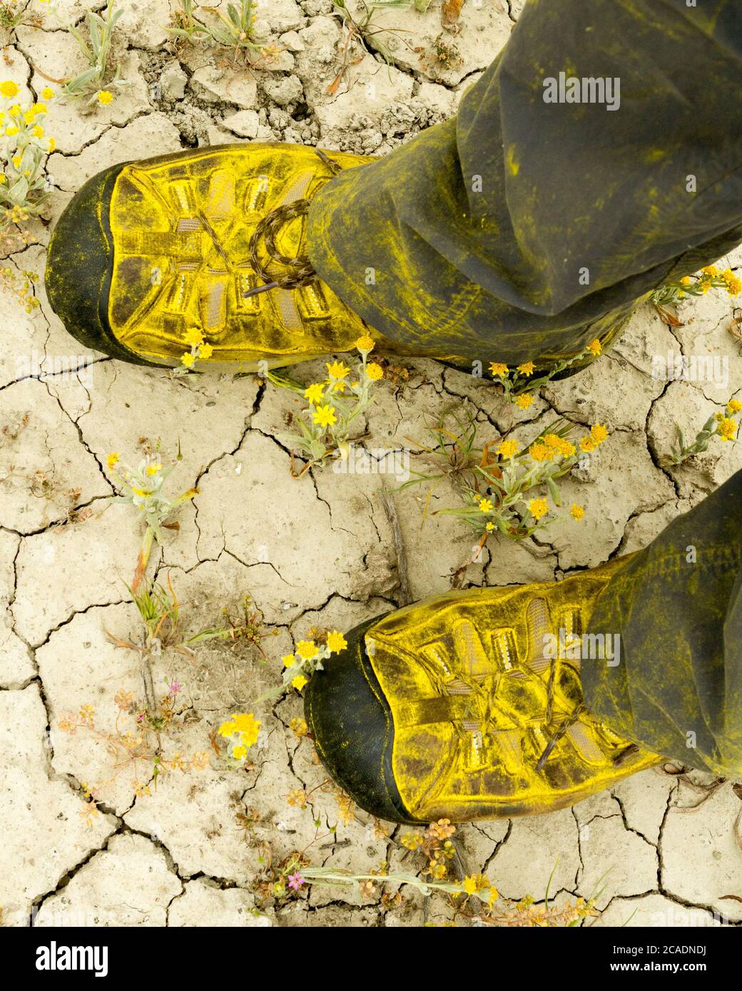 SuperBloom Boots - Pollen replaces dust while hiking among the 2017 SuperBloom. Carrizo Plain National Monument, California, USA Stock Photo