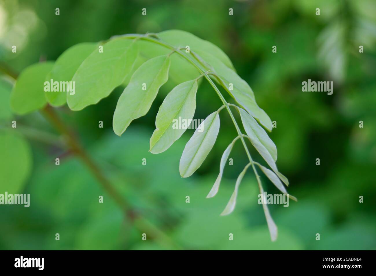 leaves of a robinia plant with thorns Stock Photo