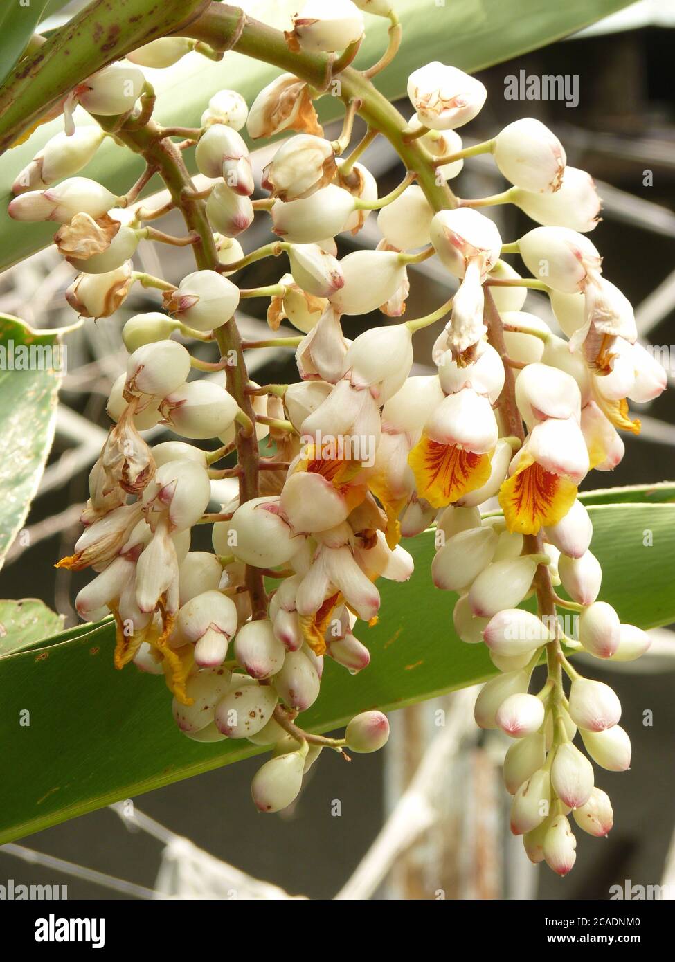 Selective focus shot of the Alpinia Malaccensis flowers blooming in the garden Stock Photo