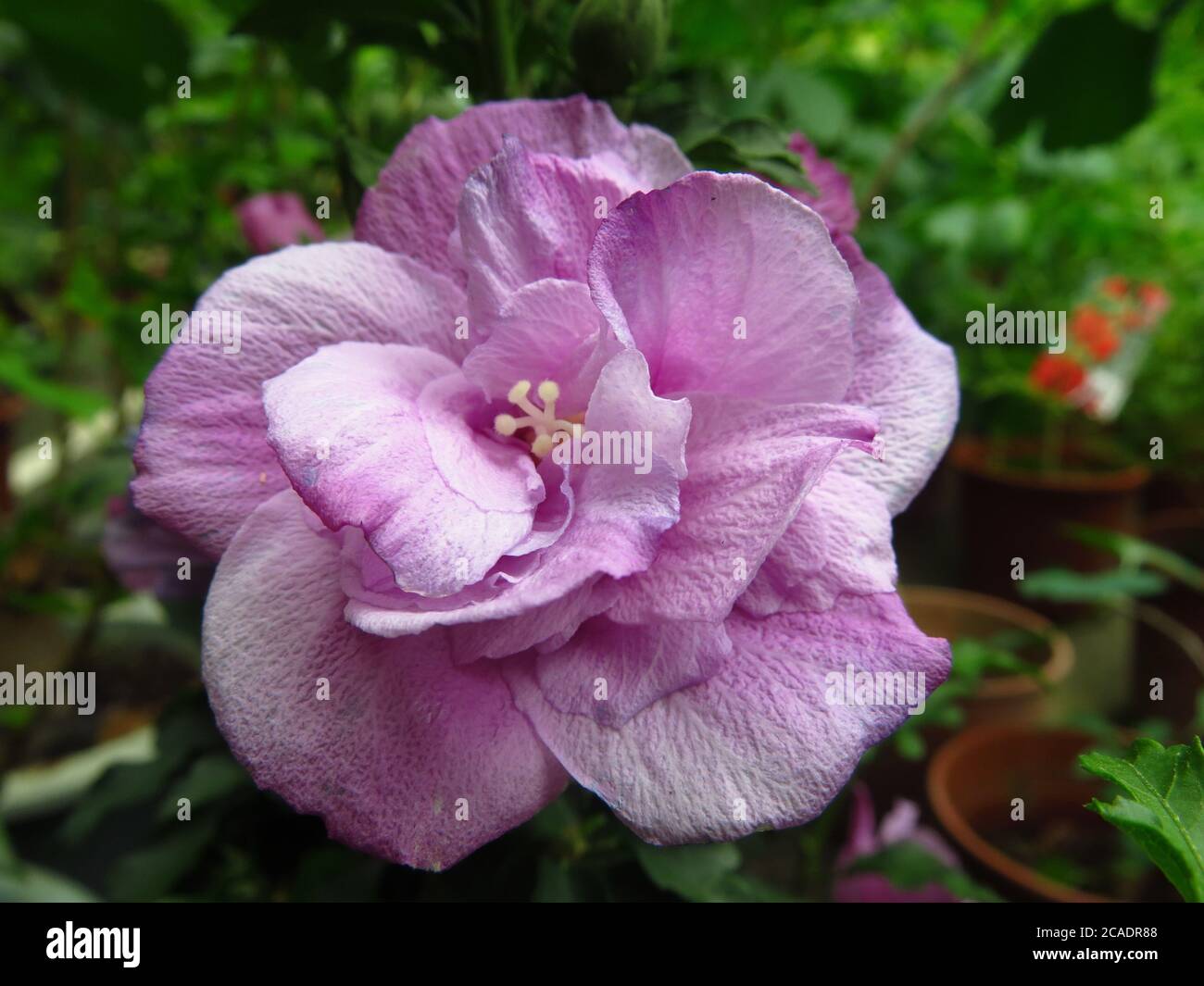 Selective focus shot of a beautiful Hibiscus Syriacus Ardens flower blooming in the garden Stock Photo