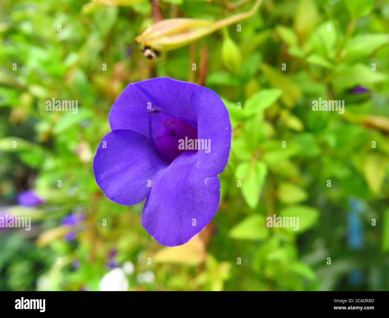 Purple moonflower hi-res stock photography and images - Alamy