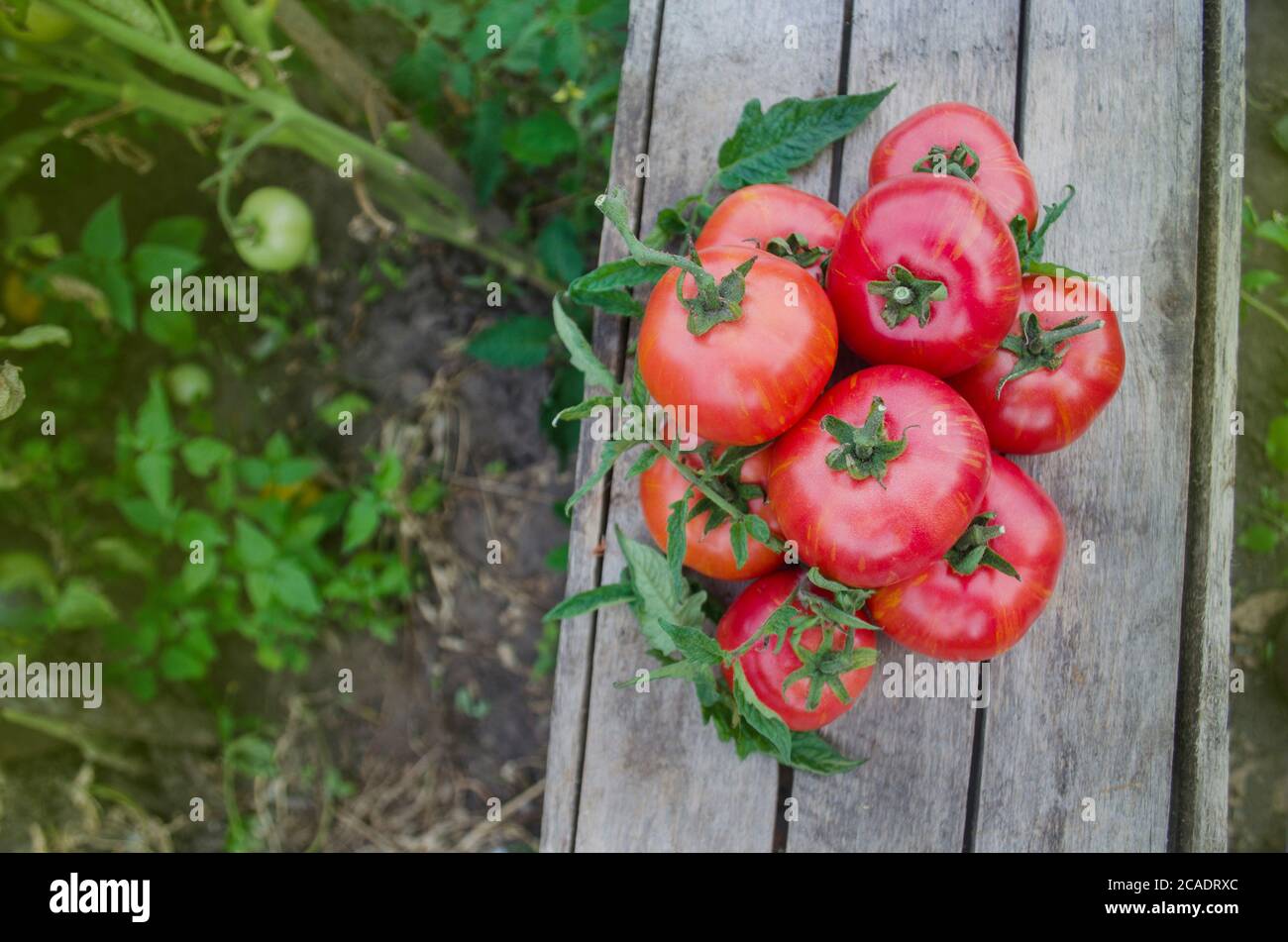 томат тасманский шоколад партнер. как выращивать томаты гномы. сорта томатов гномов. томат гном афтернун характеристика и описание. как выращивать томаты гномы.