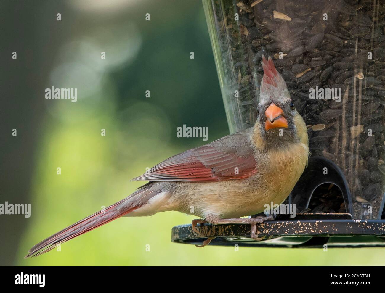 Northern Cardinal looks back from the feeder Stock Photo - Alamy