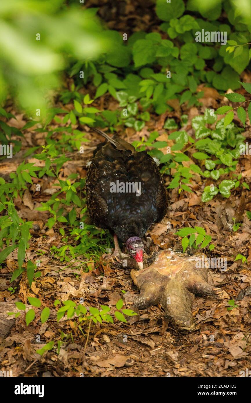 turkey vulture (Cathartes aura), feeding on dead snapping turtle, (Chelydra serpentina), Maryland Stock Photo