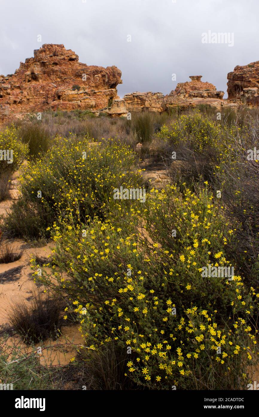 The weathered sandstone formation at the Stadsaal Caves in the Cederberg Mountains, South Africa, during springtime, with flowering Bush Daisies and a Stock Photo