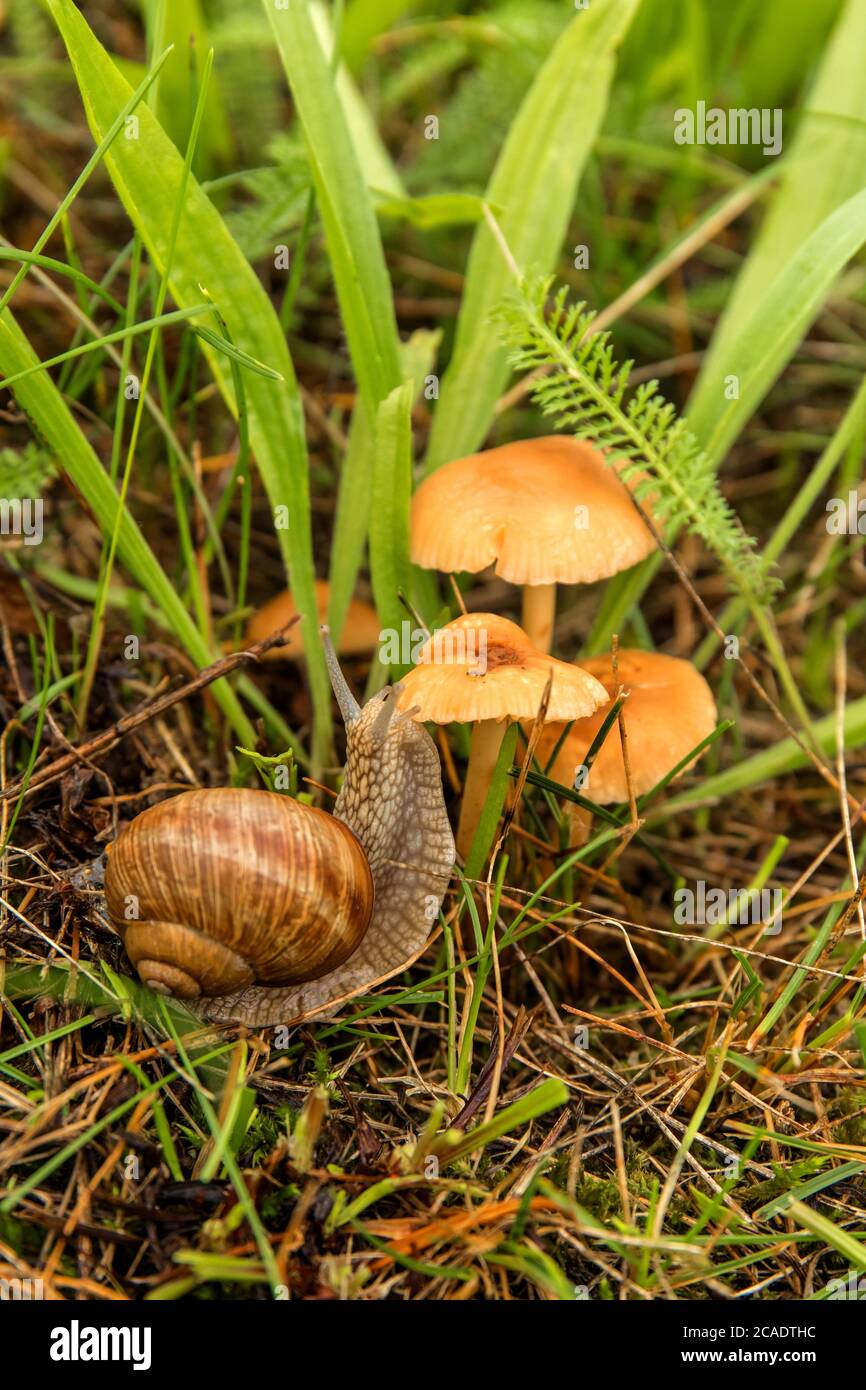a small snail of a small mushroom, Edible mushroom (Marasmius oreades) in the meadow.  Roman Snail - Helix pomatia.  Edible snail or escargot. Stock Photo