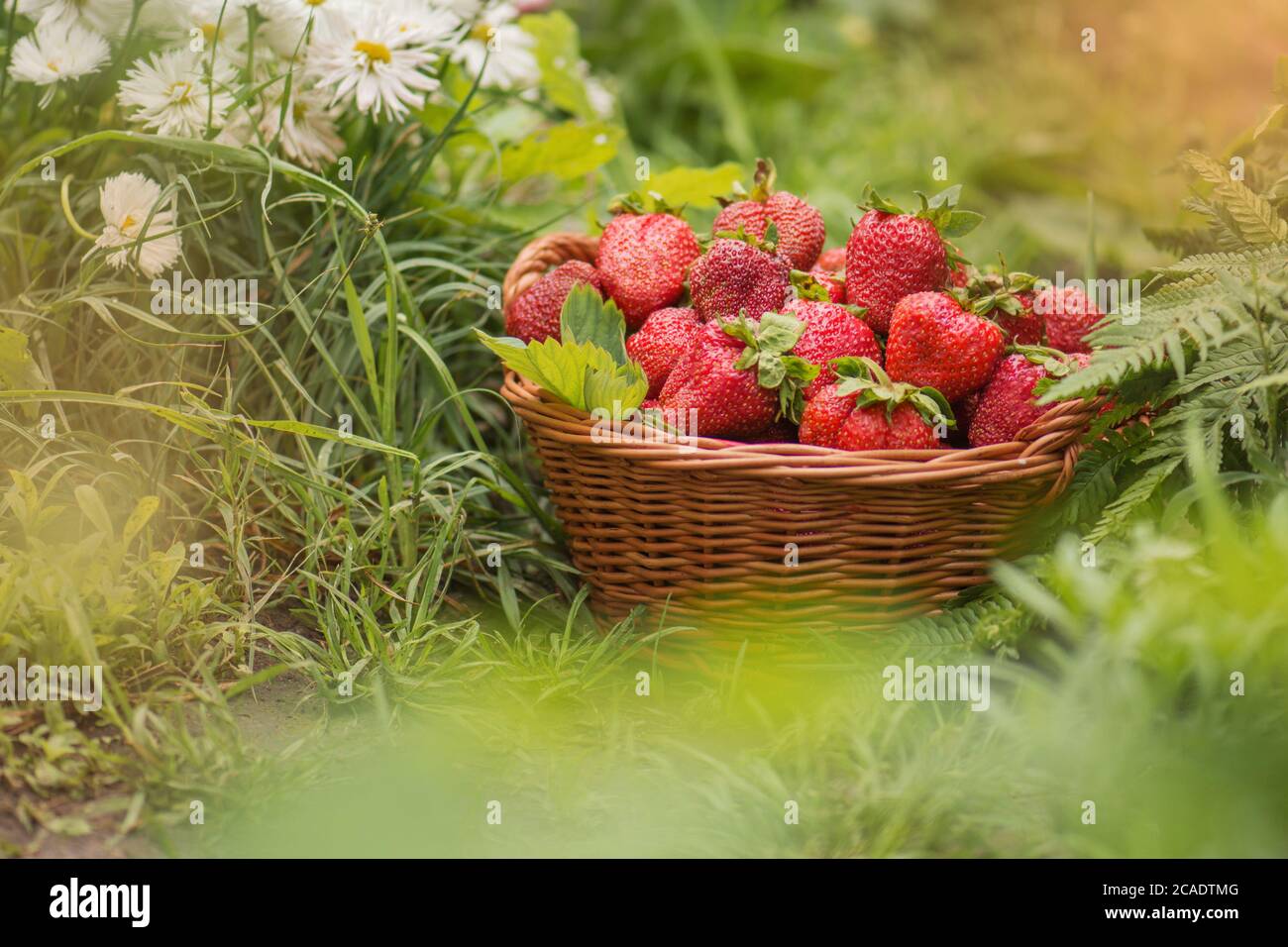 Strawberries in a basket on the field on eco friendly organic farm ...