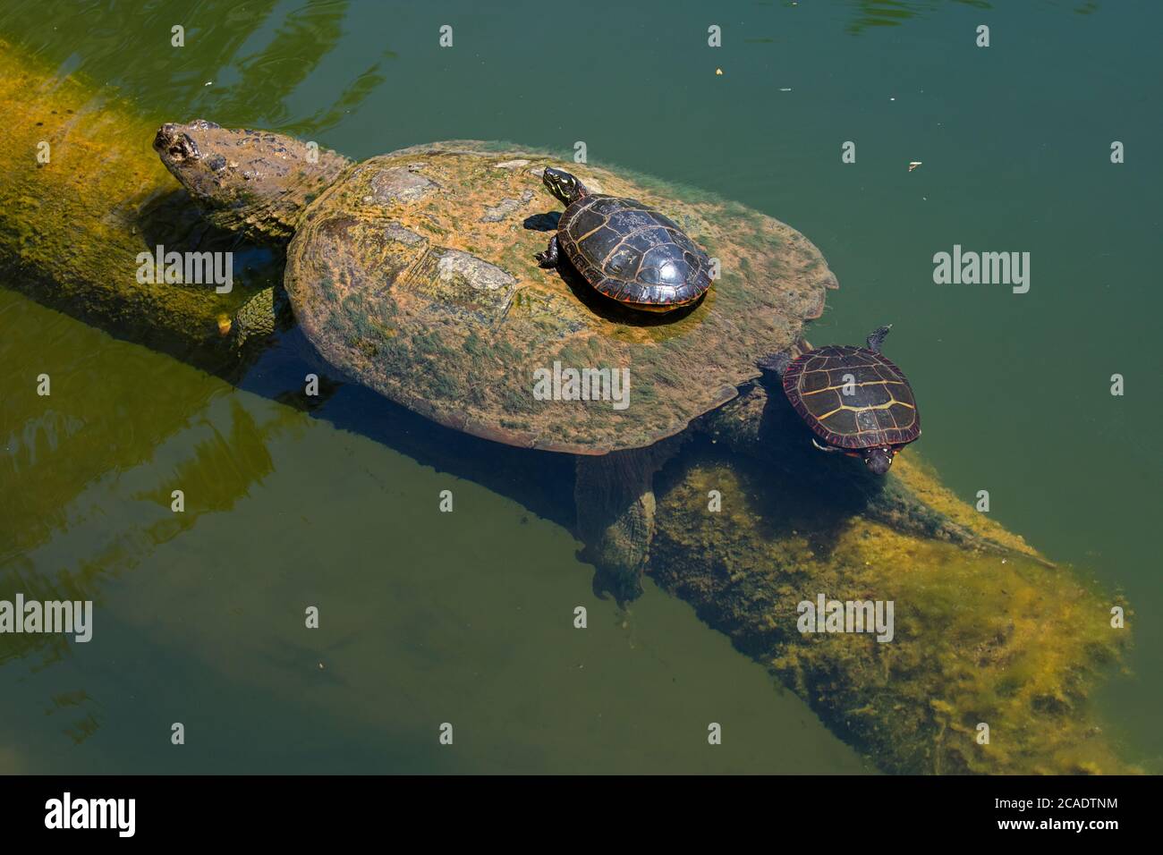 Snapping turtle, Chelydra serpentina, and painted turtles, Chrysemys picta, basking, Maryland Stock Photo