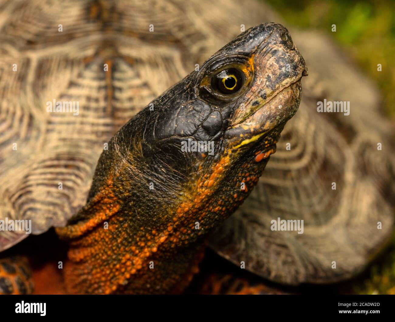 wood turtle (Glyptemys insculpta), IUCN endangered, Maryland Stock ...