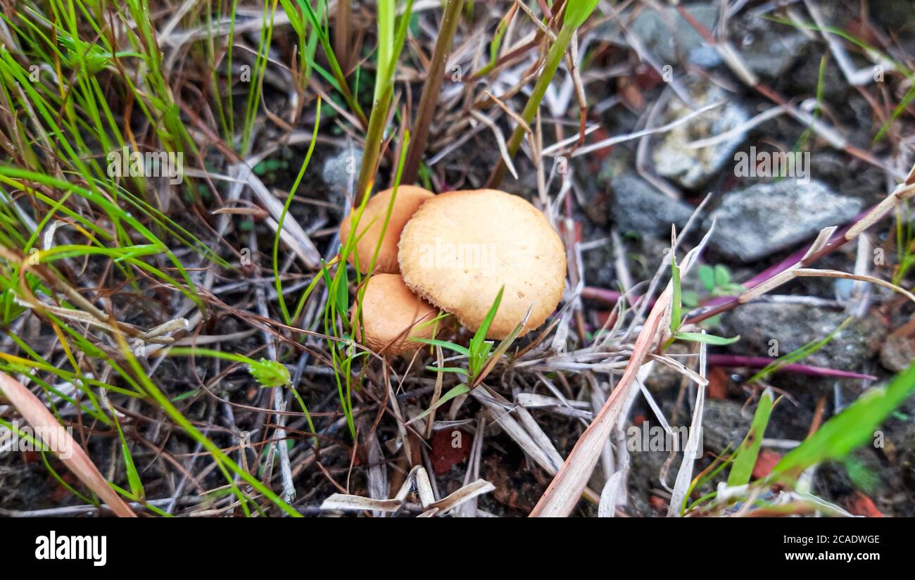 Beautiful closeup of forest mushrooms Stock Photo