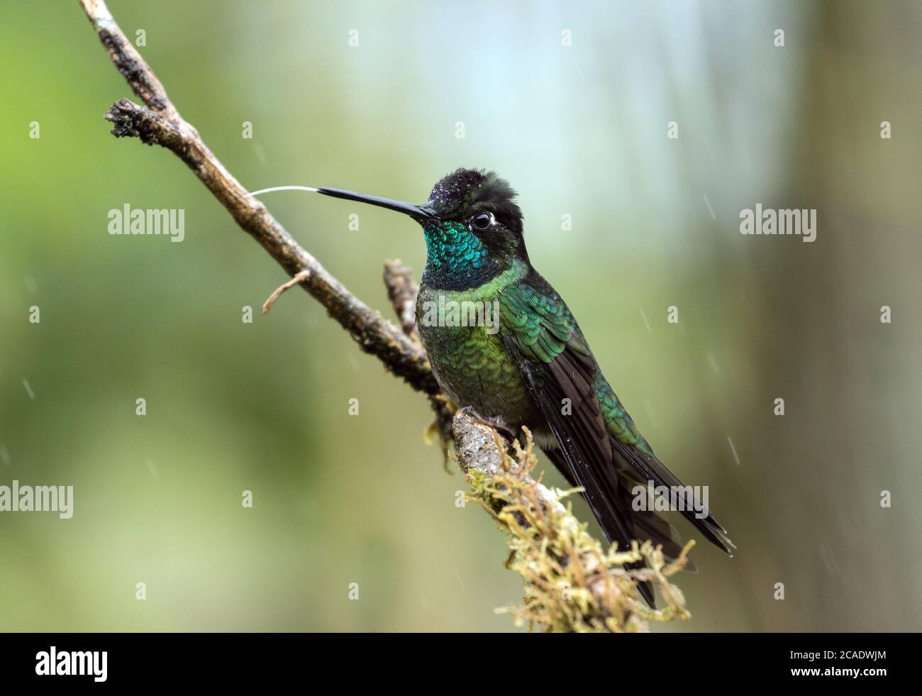 Closeup of male Talamanca hummingbird perching on a mossy branch in the rain in the Talamanca Mountains,Chiriqui Province,Panama Stock Photo