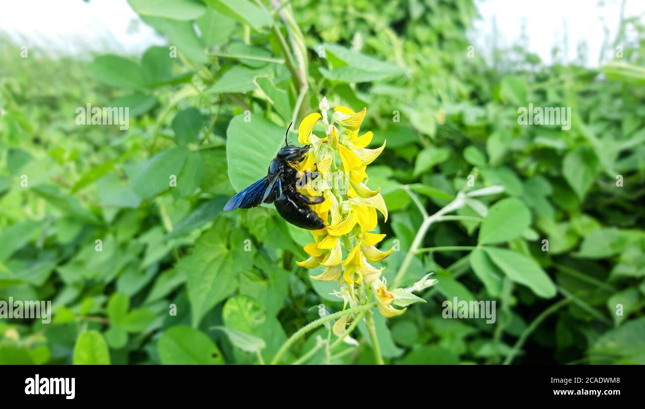 Dangerous Black Bumble Bee on yellow flower. Green natural background. Dangerous insects in Bangladesh. Stock Photo