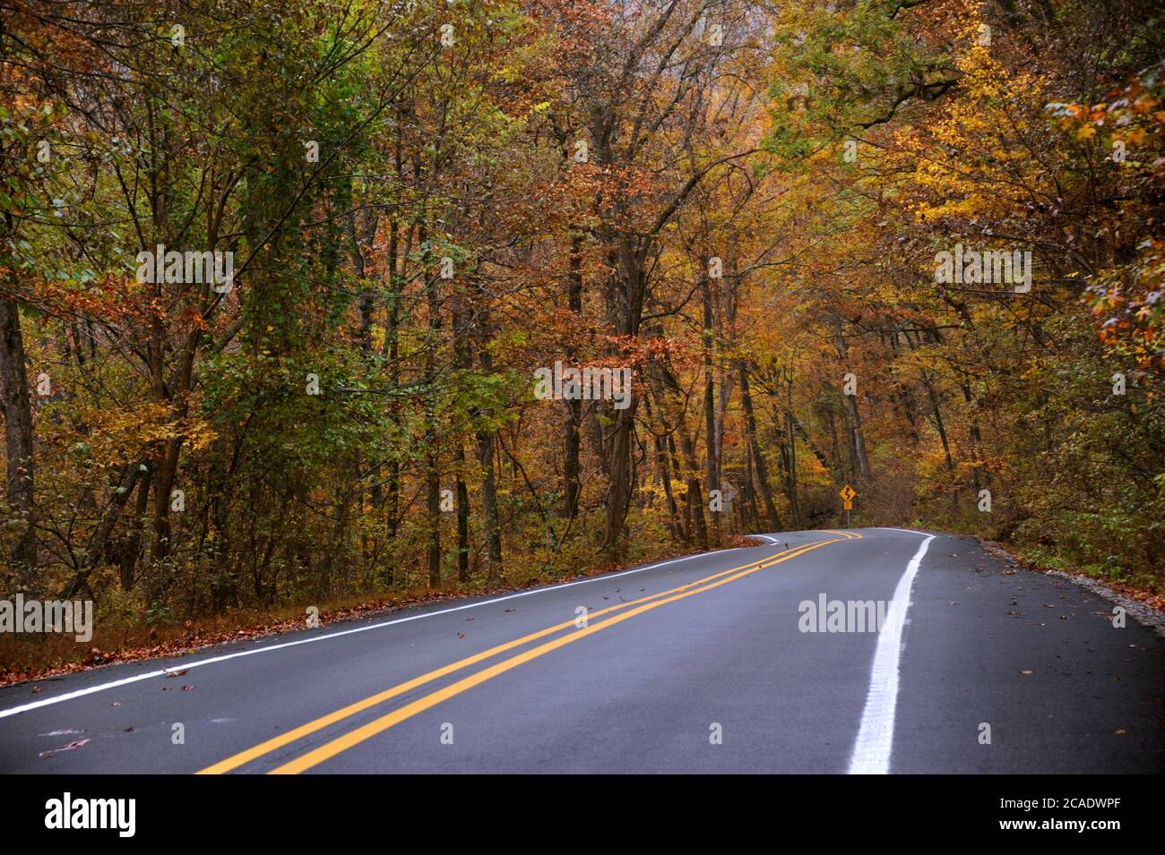 Road sign warns of curvy roads ahead. Wet and damp Autumn foliage lines