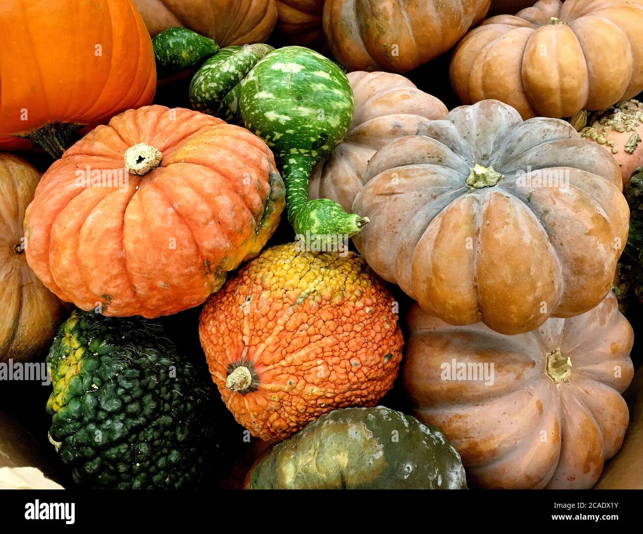 Collection of autumn gourds and small pumpkins Stock Photo Alamy
