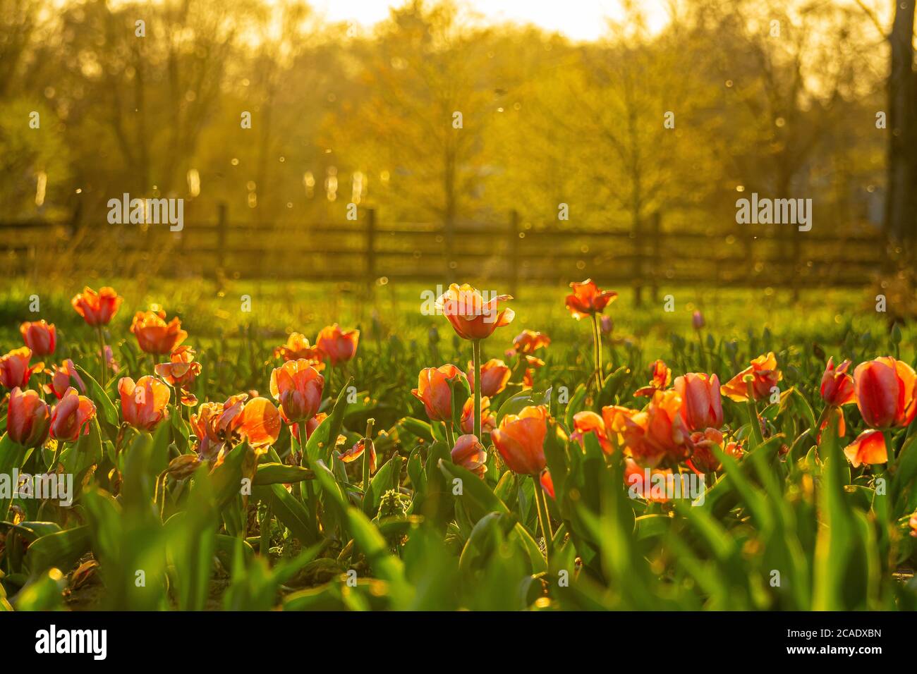 Holland italy hi-res stock photography and images - Alamy