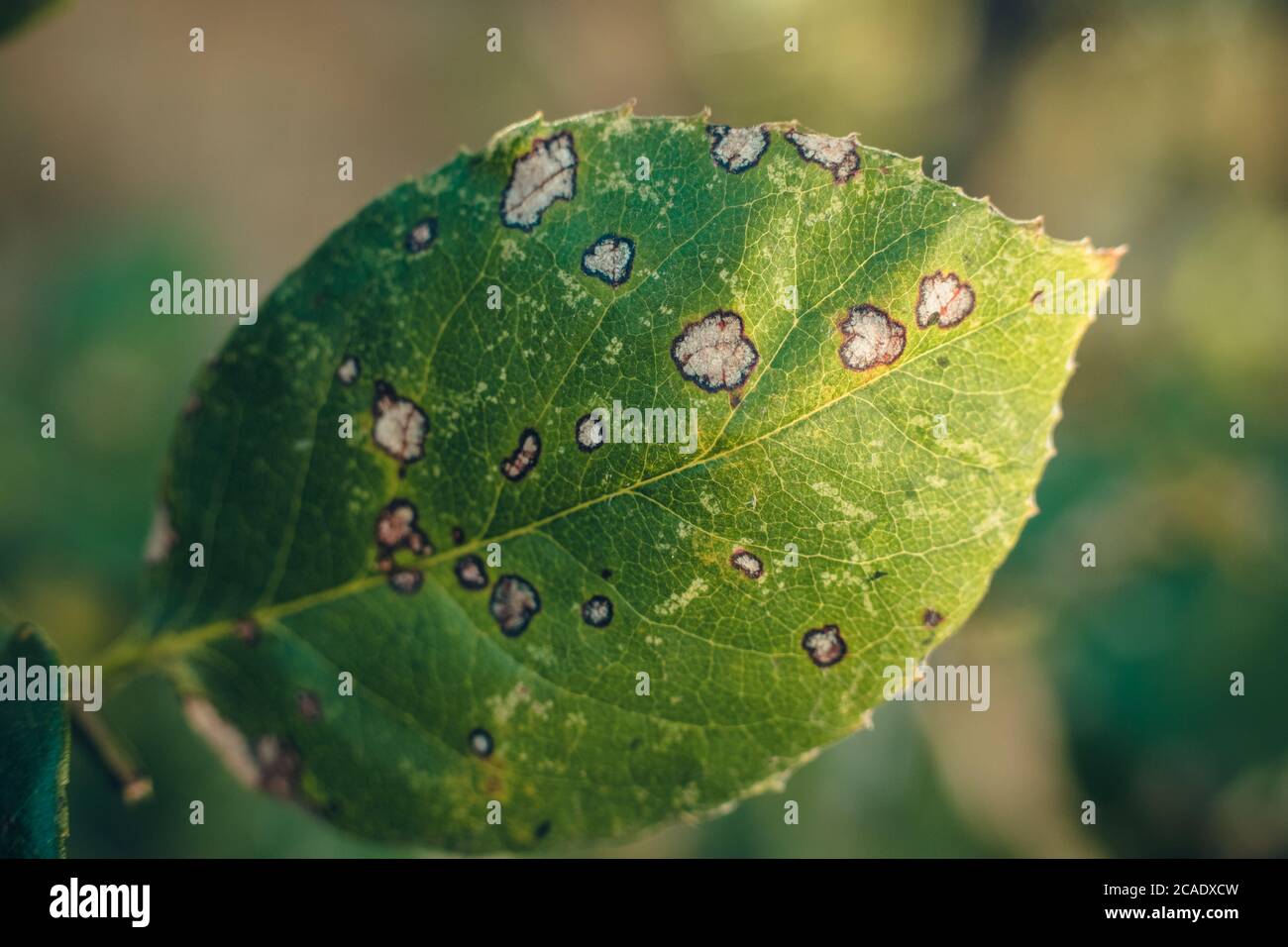 Disease damaged leaf of rose with white spots bordered with dark color Stock Photo