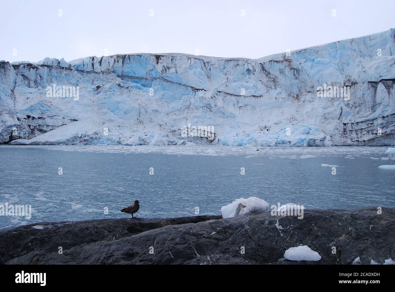 Penguins life on Livingstone island, Antarctica Stock Photo