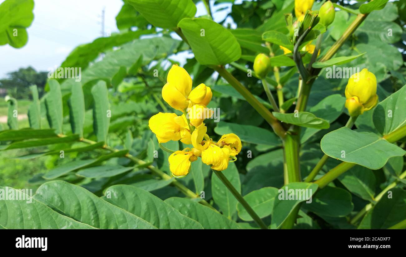 Senna alata the ringworm tree. Beautiful Yellow Wild Flower Photo Stock Photo