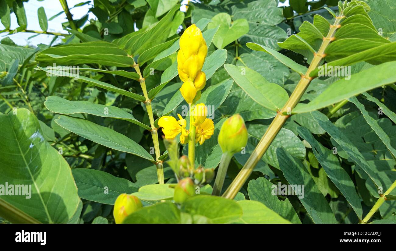 Senna alata the ringworm tree. Beautiful Yellow Wild Flower Photo Stock Photo