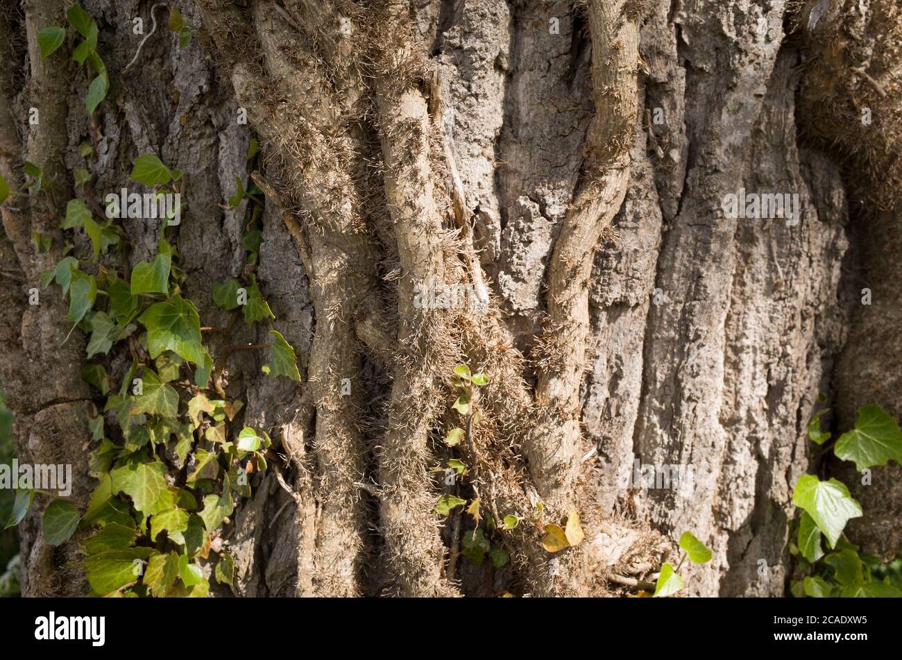 Close up of brown oak tree bark parasite in Hoath, Kent, England Stock