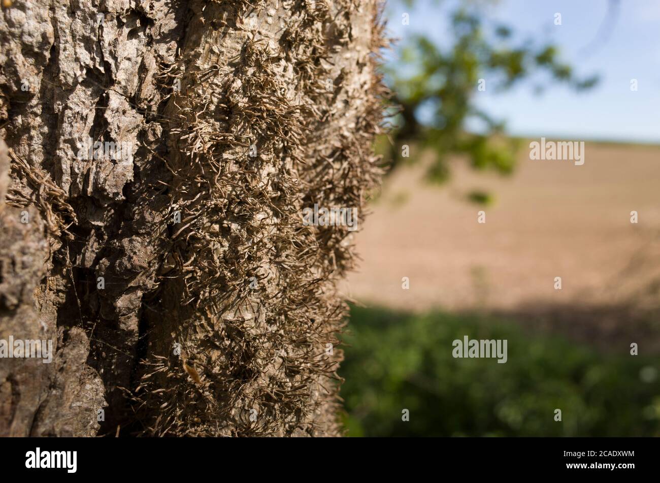 Clear focus on close up of oak tree bark parasite plants with blurred