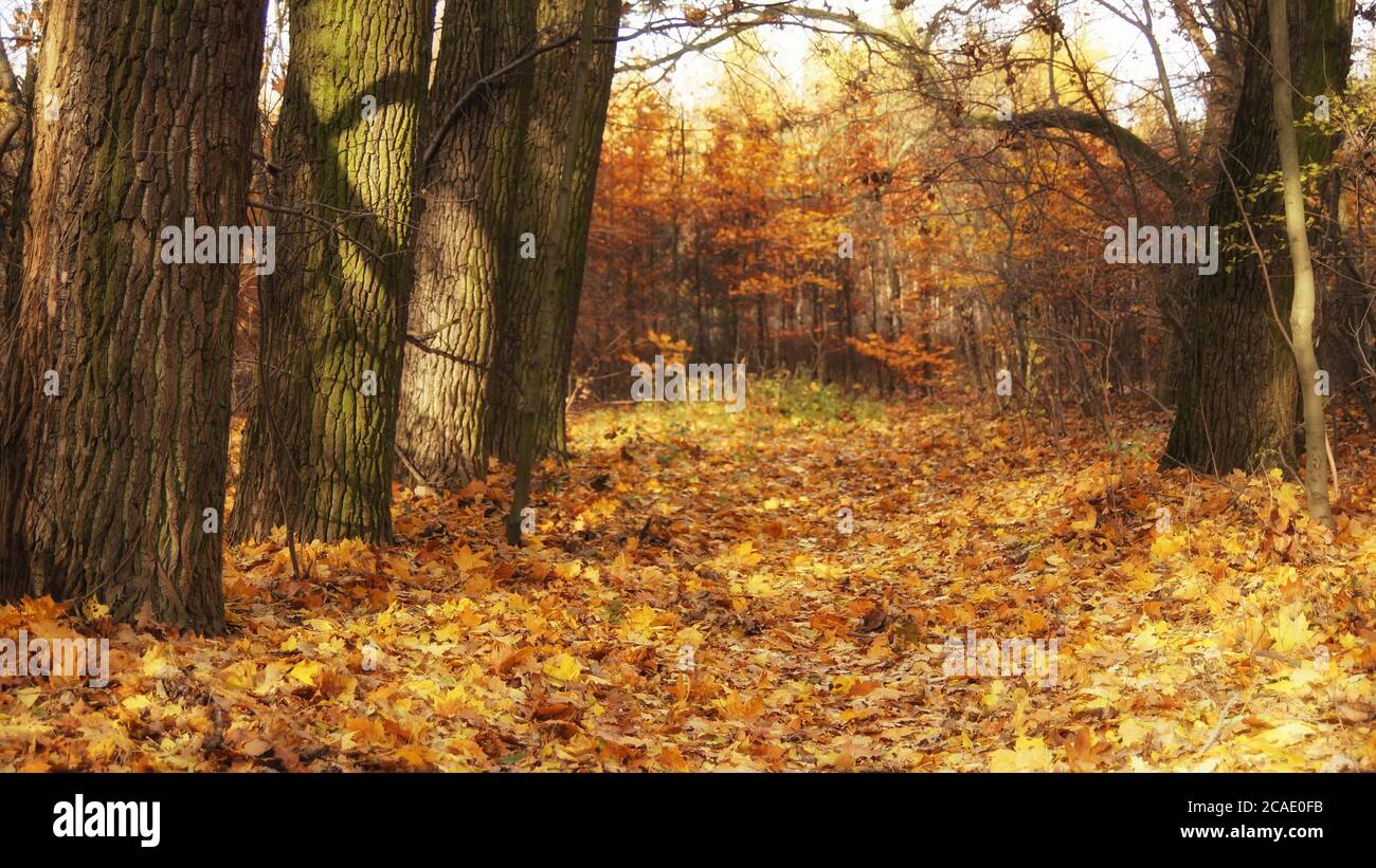 November in the forest, autumn morning walk, landscape with fallen leaves, sunny day Stock Photo