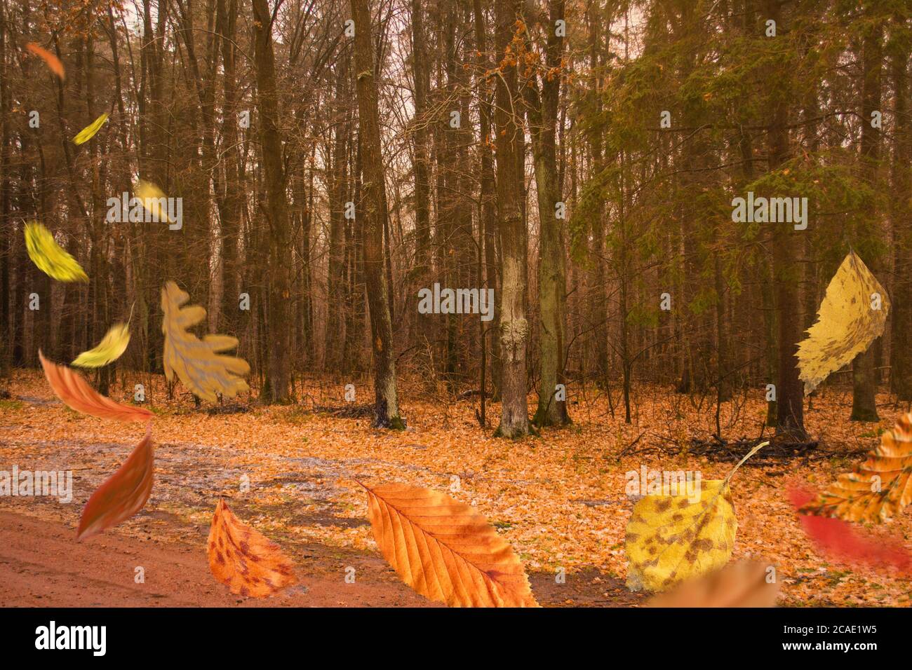Autumn Leaves Falling And Spinning Autumn Falling Leaves On Forest Road Background Falling Autumn Leaves Stock Photo Alamy Autumn Leaves Falling And Spinning Autumn Falling Leaves On Forest Road Background Falling Autumn Leaves Stock Photo Alamy