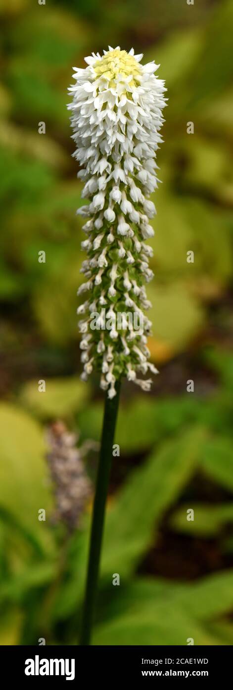 A single flower spike of Primula Vialii Barnhill White. Stock Photo