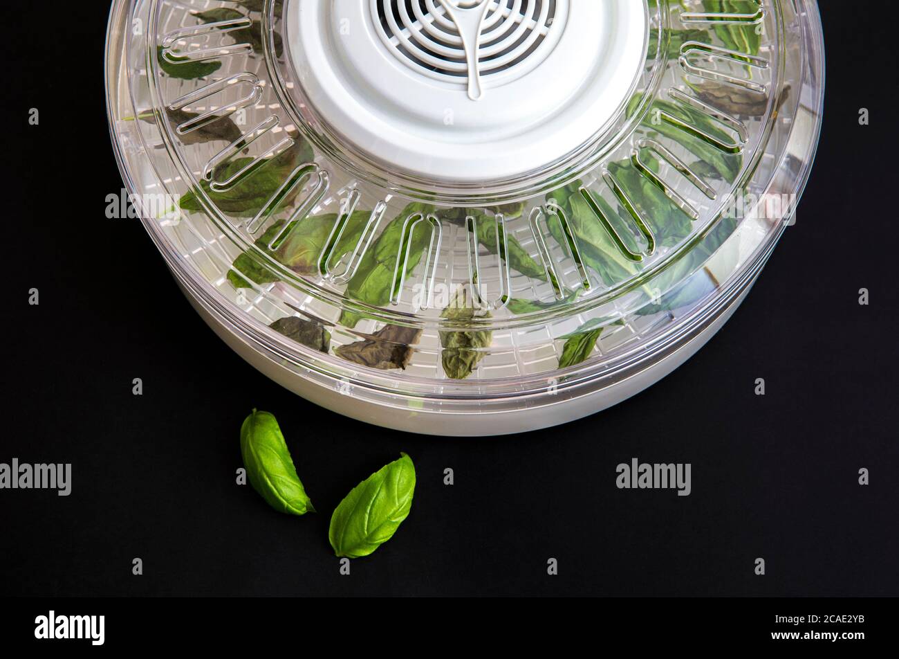 Drying using electrical dehydrator machine for drying food and herbs at  home. Drying home grown basil leaves in machine. Contrast black background  Stock Photo - Alamy