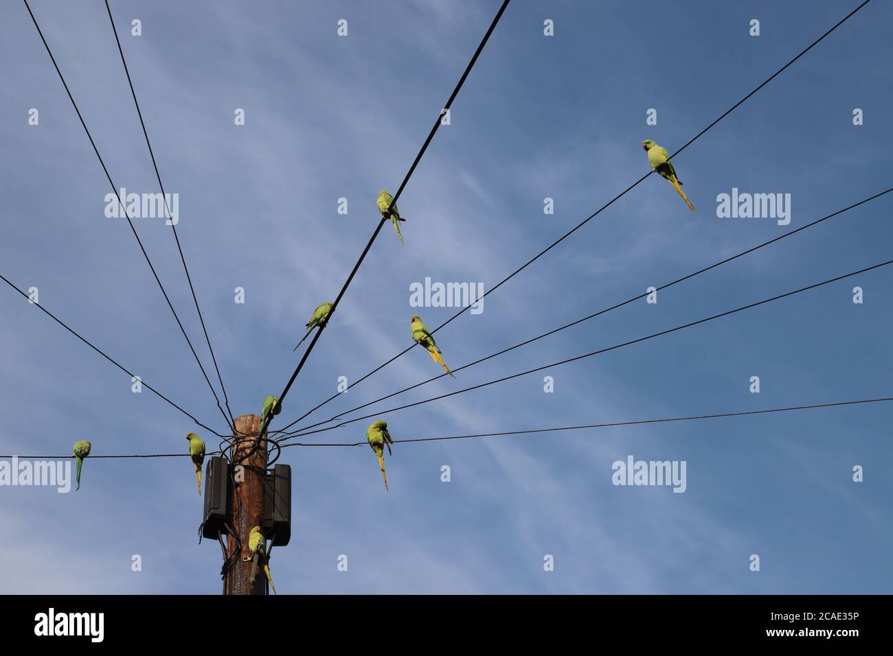 Parakeets on telegraph wires Stock Photo