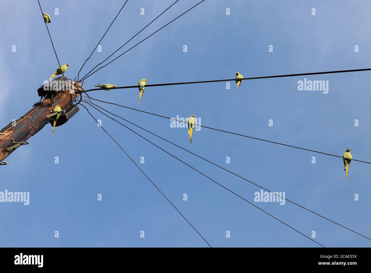 Parakeets on telegraph wires Stock Photo