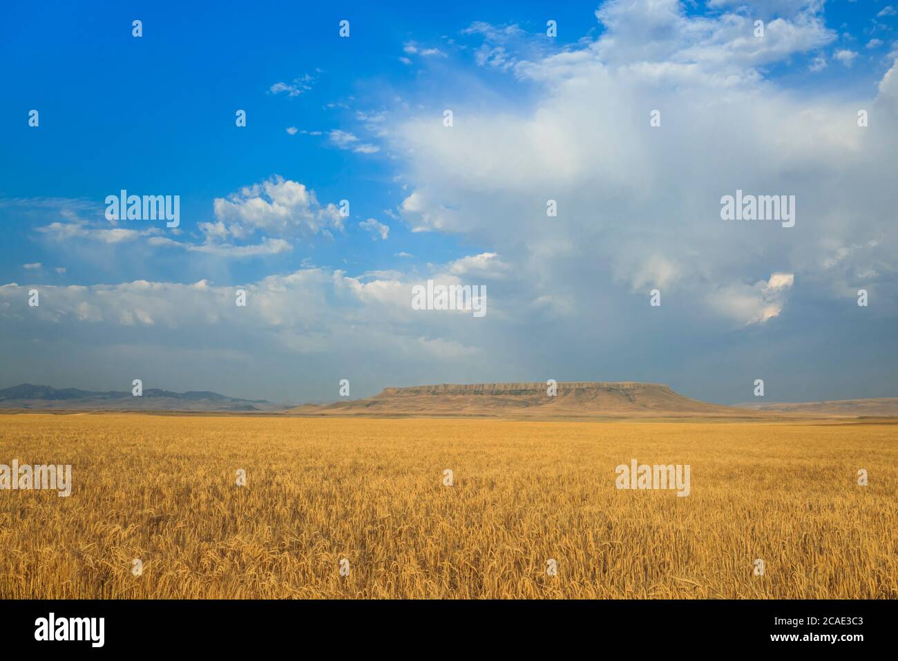 wheat field below square butte near ulm, montana Stock Photo Alamy