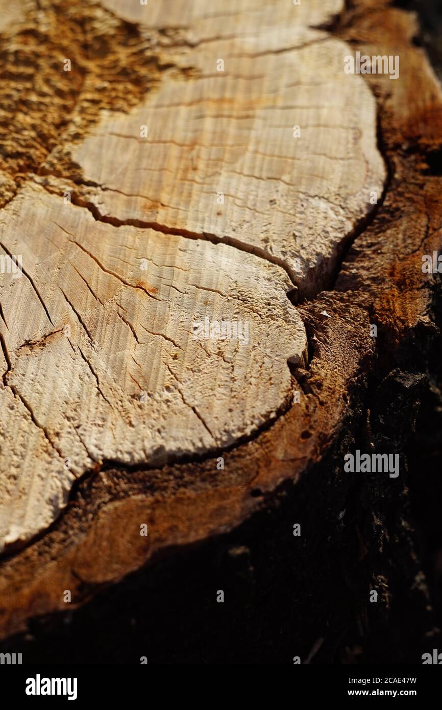 closeup tree stump with bark in cracks. Stock Photo