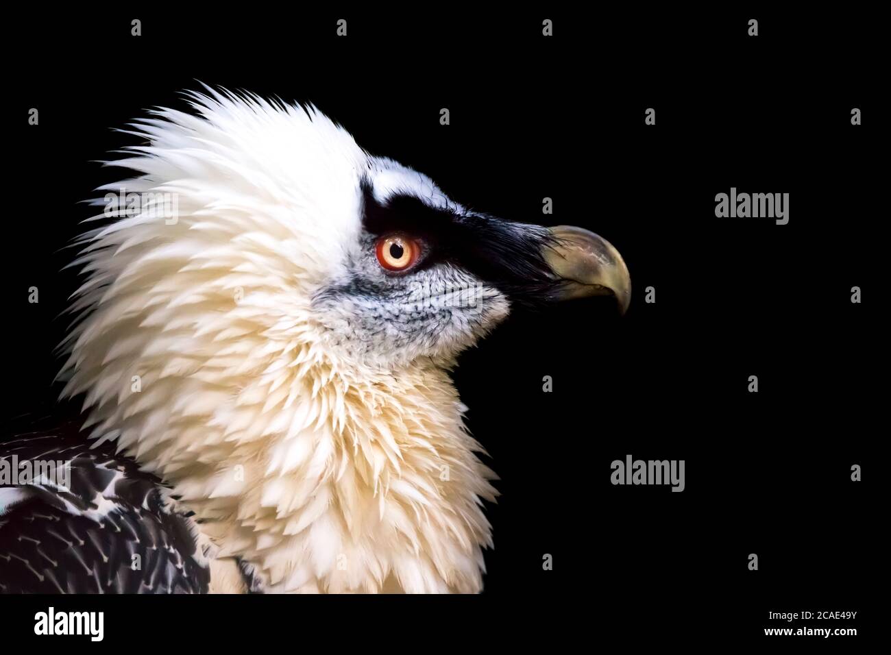 Bearded Vulture, Gypaetus barbatus, detail portrait of rare mountain