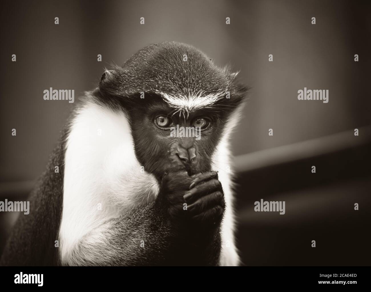 Diana monkey, Cercopithecus diana, a dark backround, scream, crescent-shaped browband, ruff and beard. Wildlife animals. Portrait. Stock Photo