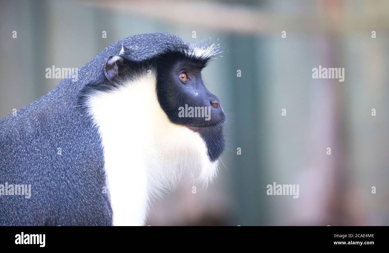 Diana monkey, Cercopithecus diana, a dark backround, scream, crescent-shaped browband, ruff and beard. Wildlife animals. Portrait. Stock Photo