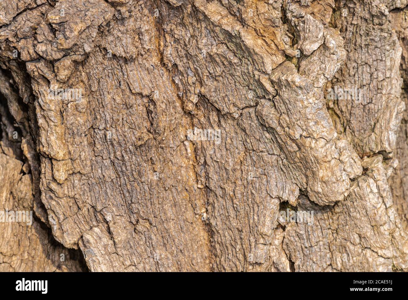 Bark of Cockspur Oral Tree (Erythrina crista-galli) Stock Photo