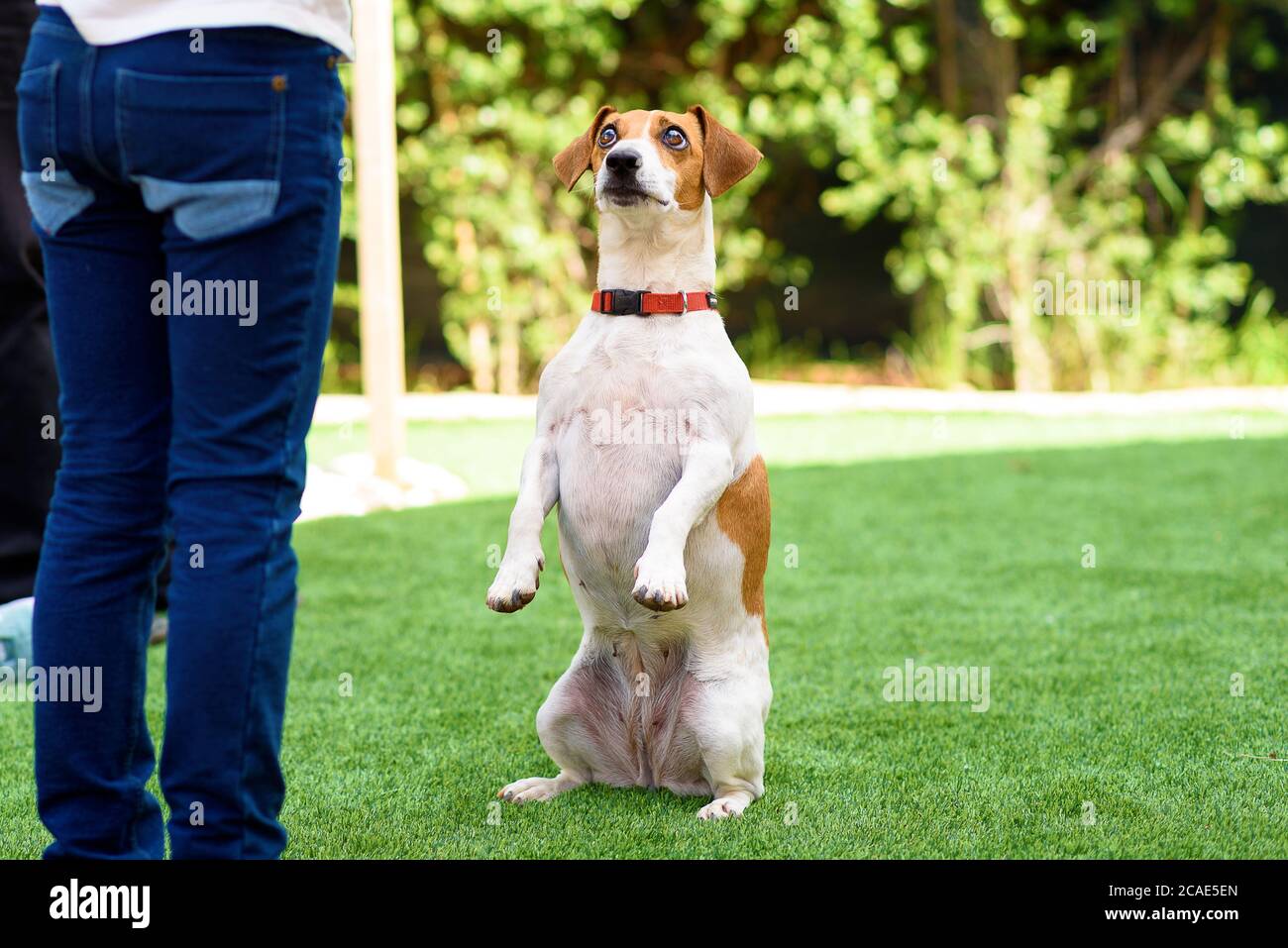 Why Does My Dog Sit With His Legs Spread
