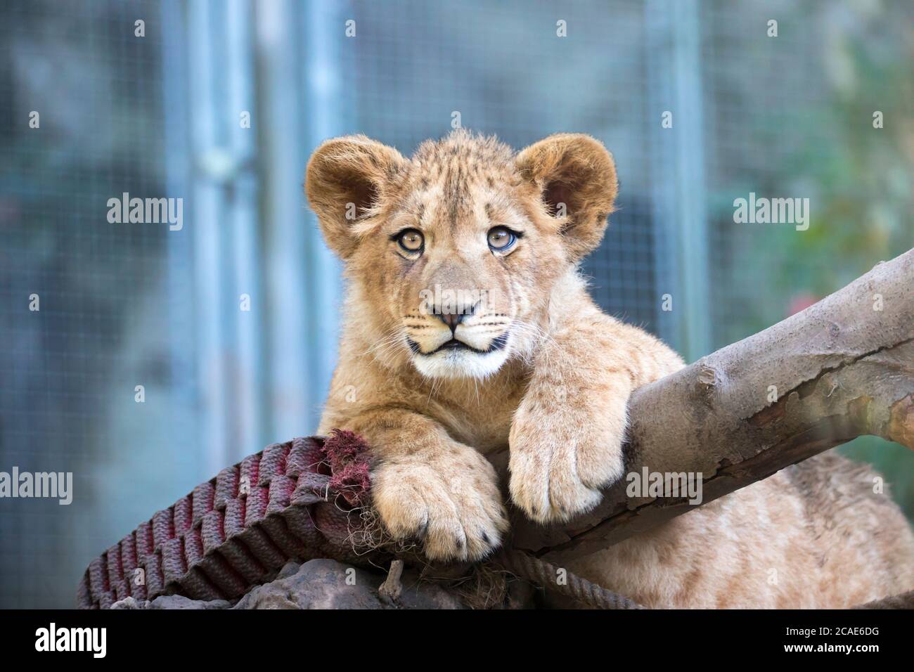 The young lion of Berber look majestic dark background., the best photo. Stock Photo