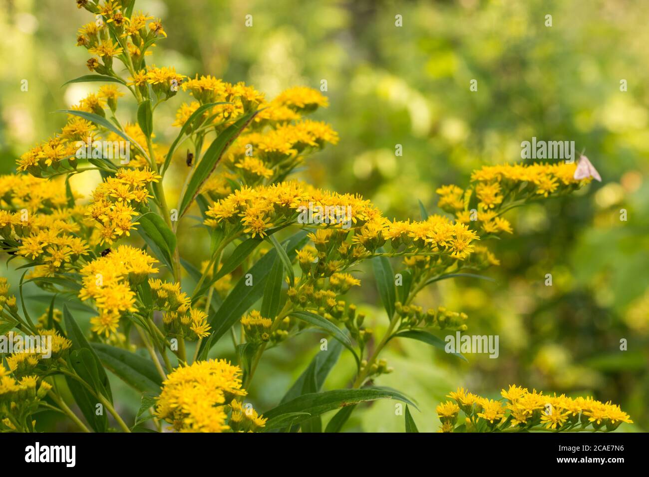 Solidago canadensis Canada goldenrod yellow flowers in meadow macro selective focus Stock Photo
