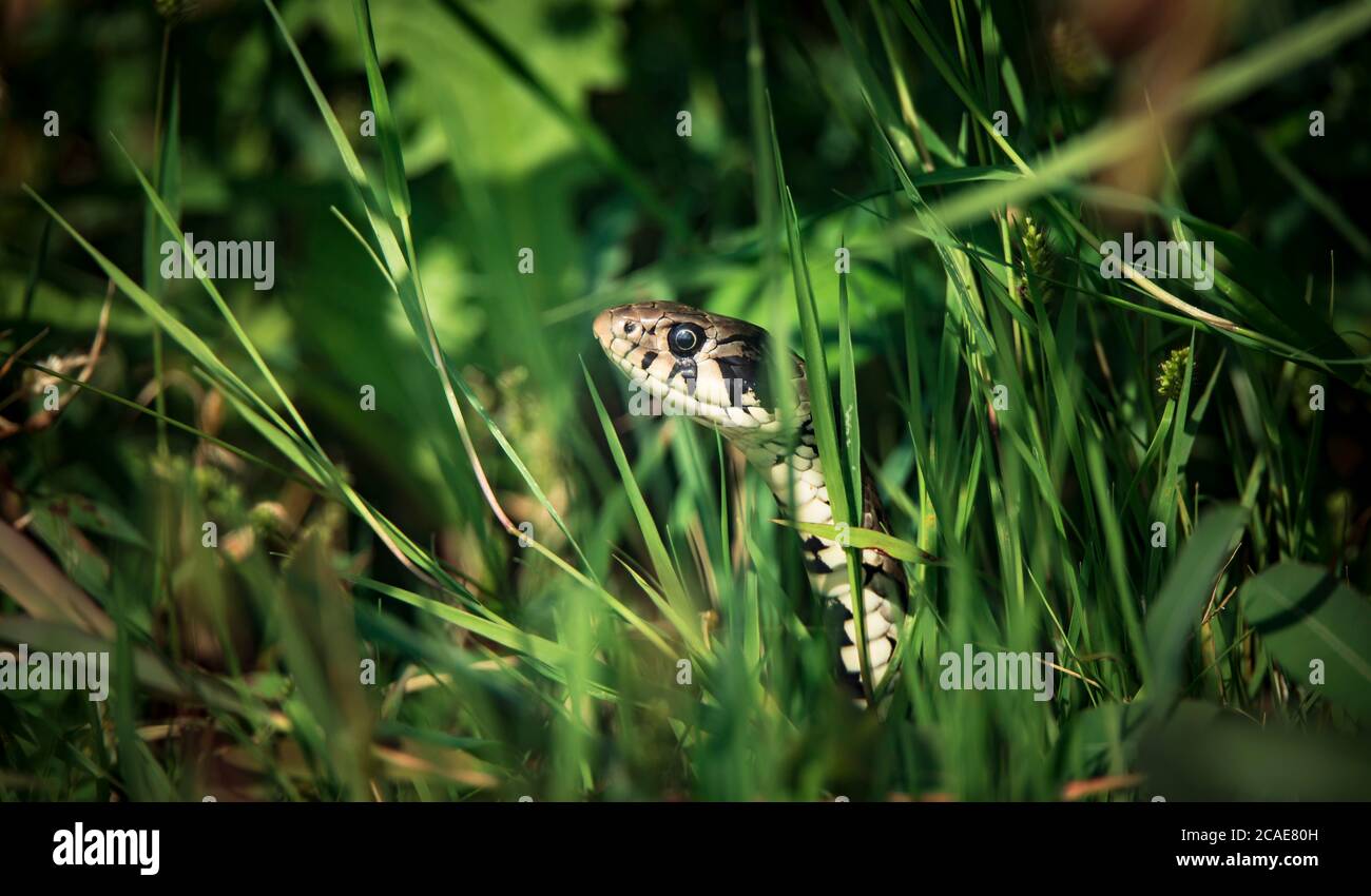 The grass snake Natrix natrix, snake hides in the grass and is on the