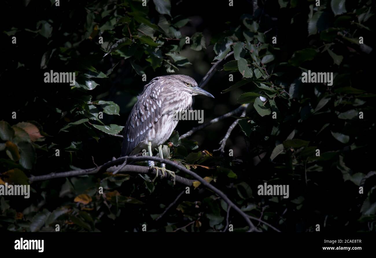 A young black-crowned night heron juvenile Nycticorax nycticorax hiding in a bush, the best photo. Stock Photo