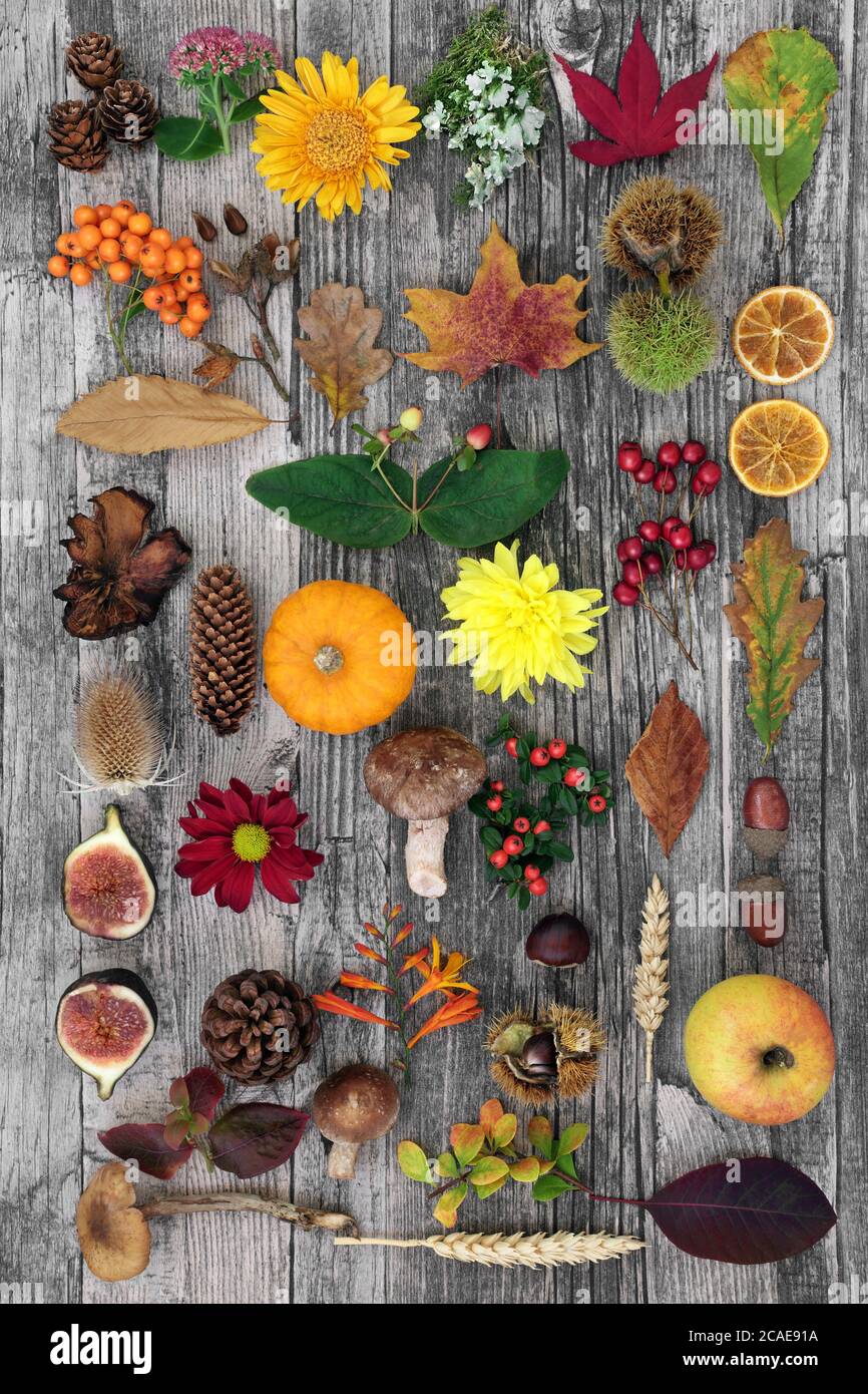 Autumn nature composition for botanical study with food, flora and fauna on rustic wood background. Top view. Harvest festival theme. Stock Photo