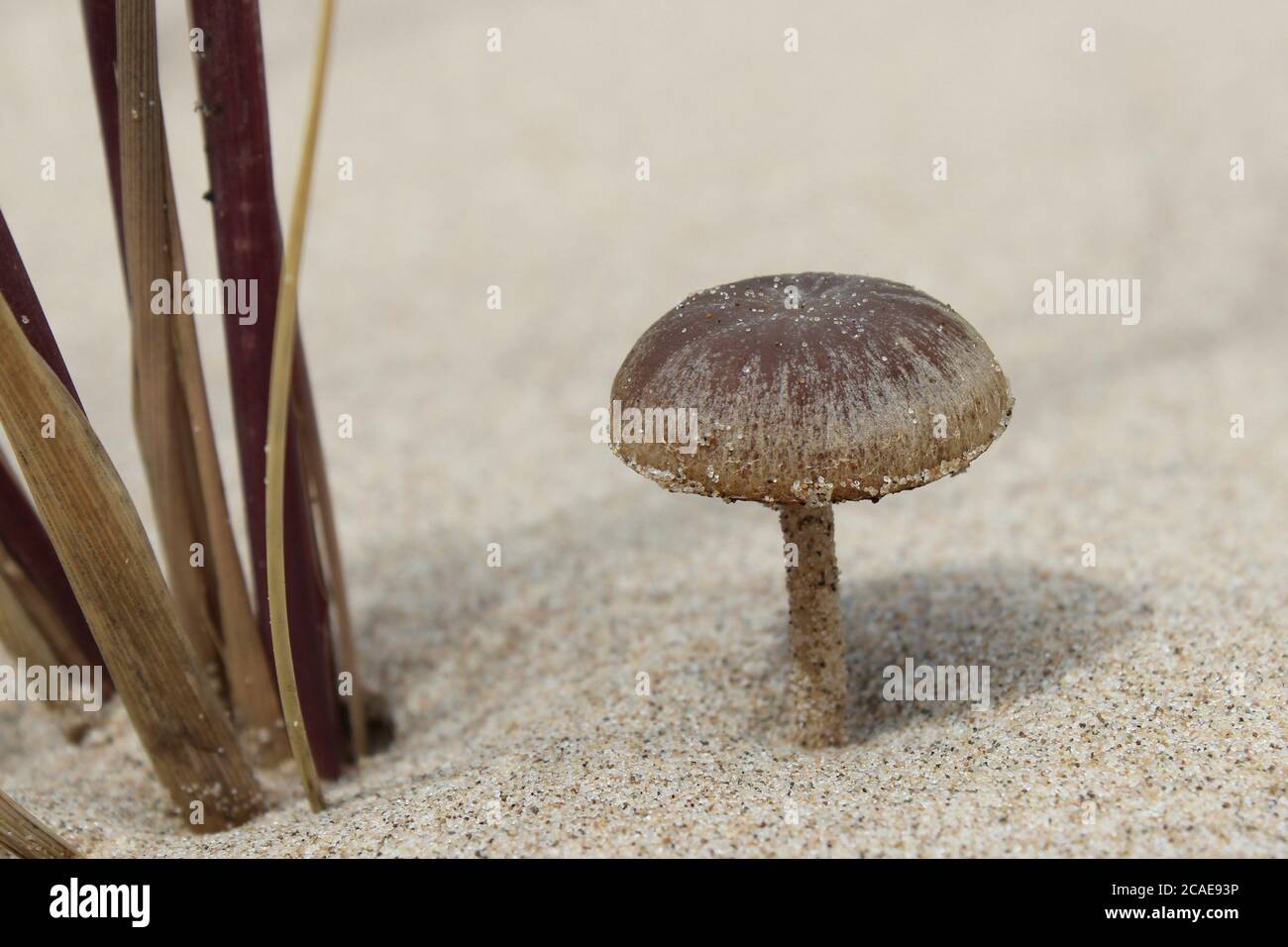 Dune Brittlestem Psathyrella ammophila Stock Photo
