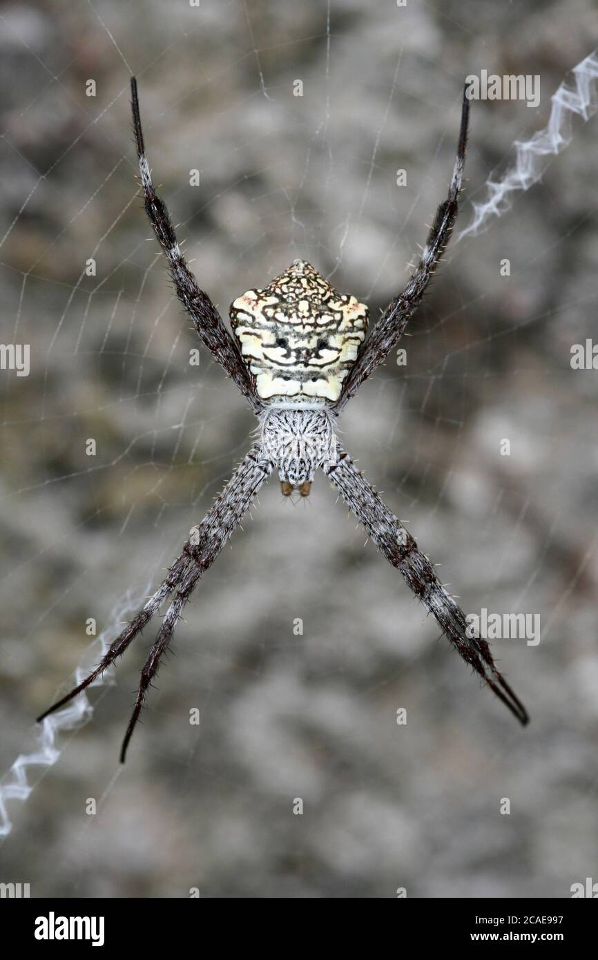 Signature Spider Argiope appensa Stock Photo
