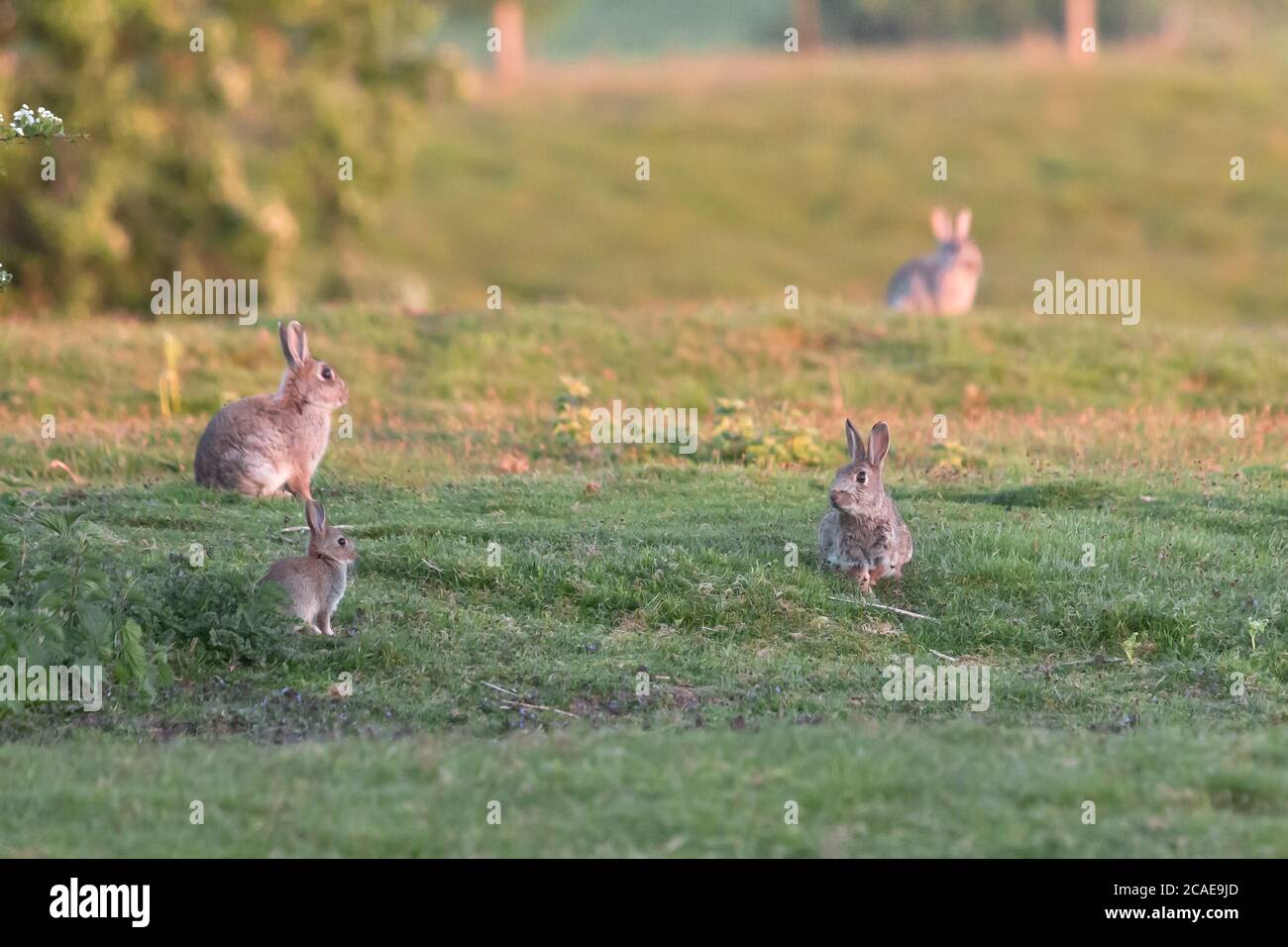 Multiple generations of rabbits (Oryctolagus cuniculus) sit in the
